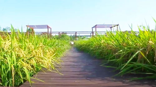 武漢新洲郊區生態觀光農場 綠色田園，豐收喜悅