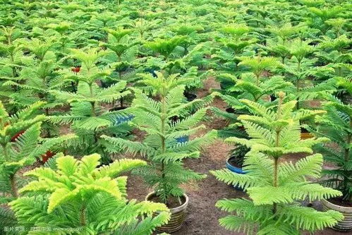 容器苗,你的苗圃值得嘗試丨附 容器苗種植技術大匯總