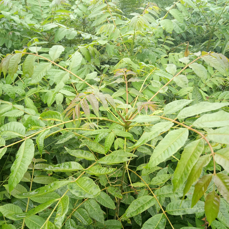 香椿苗求購(gòu)指南 基地價(jià)格參考與高效種植技術(shù)解析